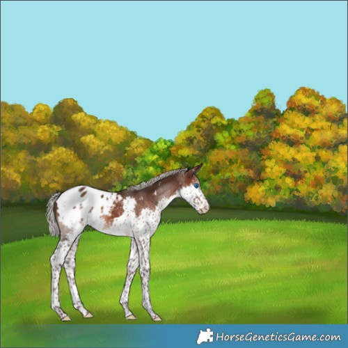 Horse Color:White Spotted Silver Brown Splash Appaloosa 
