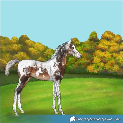 Horse Color:Gray White Spotted Silver Brown Splash Tobiano 