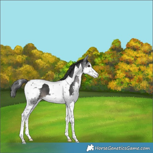 Horse Color:Black Splash Tobiano 