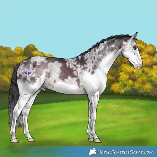 Horse Color:Brown Ice Splash Rabicano 