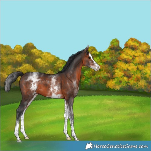 Horse Color:White Spotted Brown Splash 