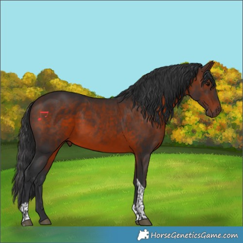 Horse Color:Brown Tobiano 