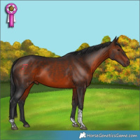 Horse Color:Brown Tobiano 