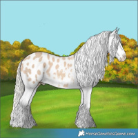 Horse Color:Cremello Appaloosa 