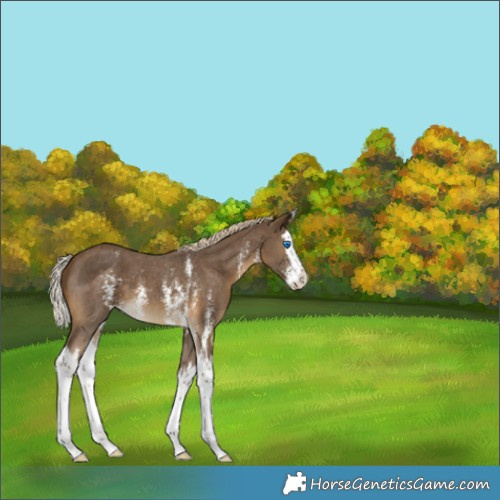 Horse Color:Chocolate Palomino Sabino Splash 