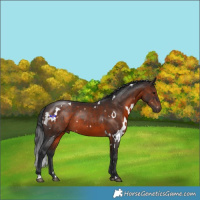 Horse Color:White Spotted Brown Rabicano 