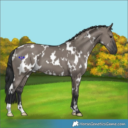 Horse Color:White Spotted Grullo 