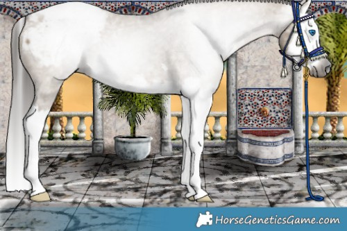 Horse Color:Gray Bay Dun Splash Appaloosa 