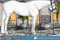 Horse Color:Gray Bay Dun Splash Snowcap 