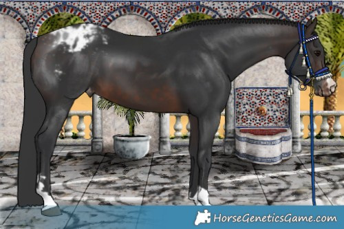 Horse Color:Brown Blanket 