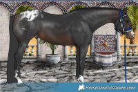 Horse Color:Brown Appaloosa 