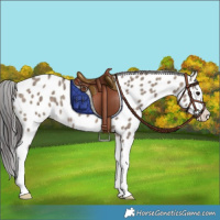 Horse Color:Brown Dun Splash Appaloosa 