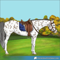 Horse Color:Brown Dun Splash Appaloosa 