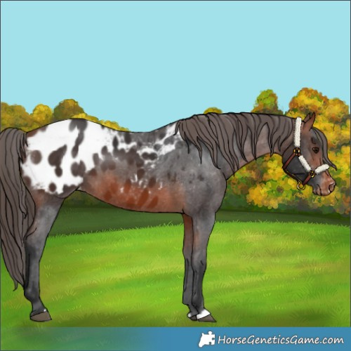 Horse Color:Bay Appaloosa 