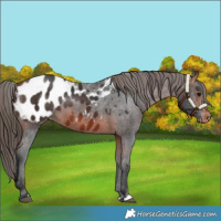 Horse Color:Bay Appaloosa 