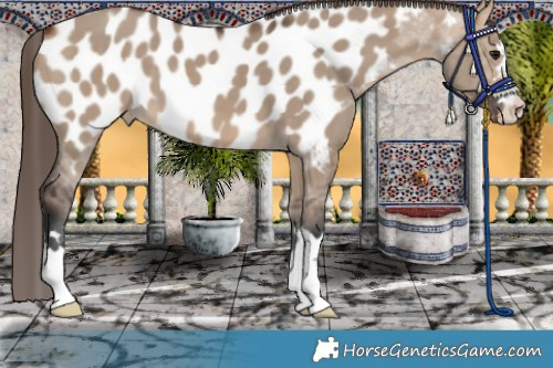 Horse Color:Bay Dun Appaloosa 