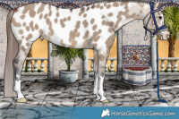 Horse Color:Bay Dun Appaloosa 