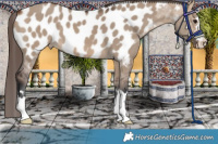 Horse Color:Bay Dun Appaloosa 