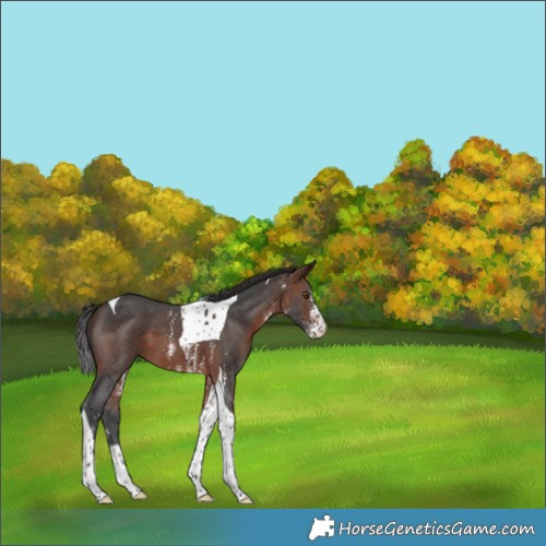 Horse Color:Brown Sabino Tobiano 