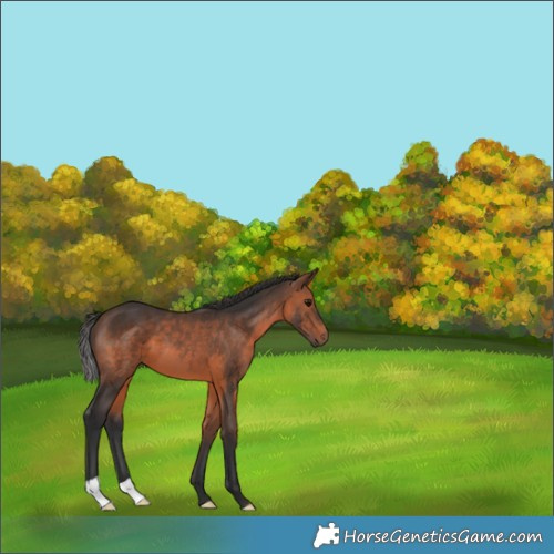 Horse Color:Brown 