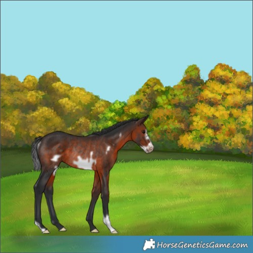 Horse Color:Brown Frame Rabicano 