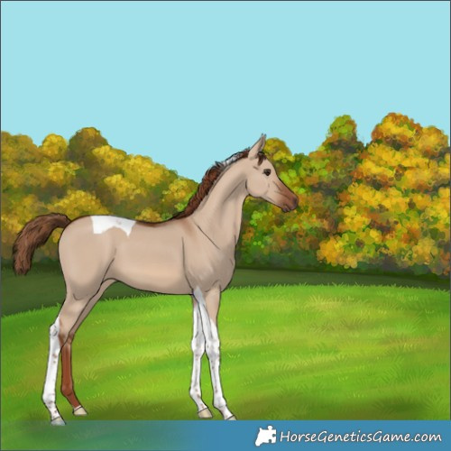 Horse Color:Red Dun Tobiano 