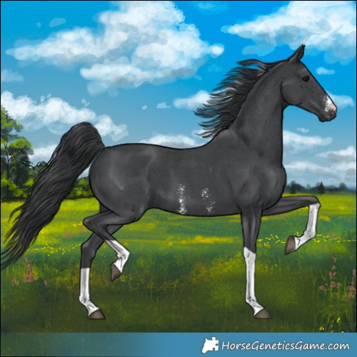 Horse Color:Black Sabino Tobiano
