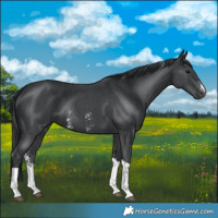 Horse Color:Black Sabino Tobiano 
