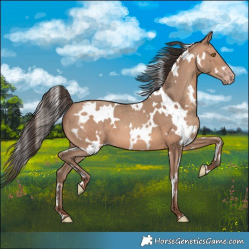 Horse Color:White Spotted Sable Champagne