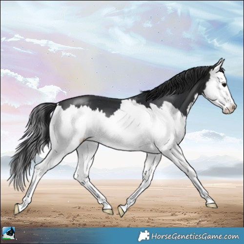 Horse Color:Brown Splash 
