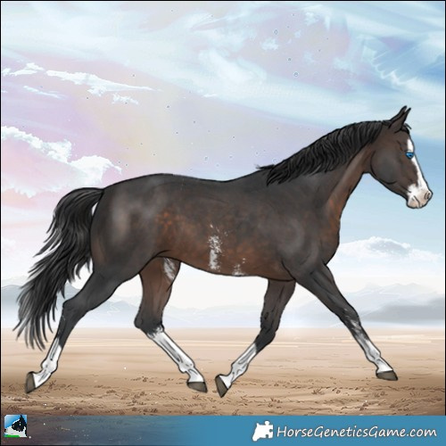 Horse Color:Brown Sabino Splash 
