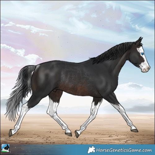 Horse Color:Brown Splash Rabicano 