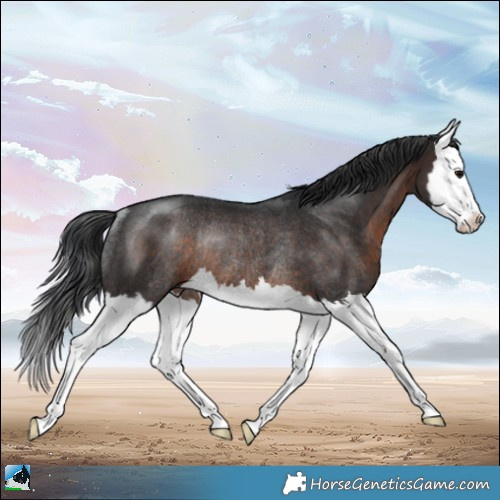 Horse Color:Brown Splash Rabicano 
