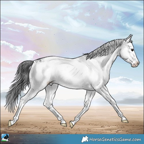 Horse Color:White Spotted Black Ice Mushroom Splash 