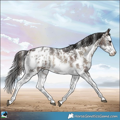 Horse Color:Bay Ice Onyx Mushroom Sabino Splash Appaloosa 