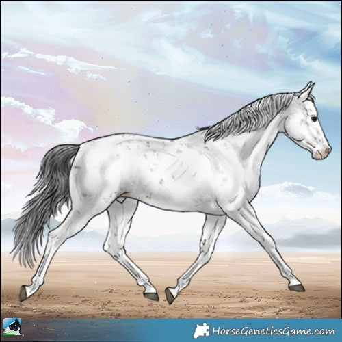Horse Color:Brown Mushroom Sabino Splash 