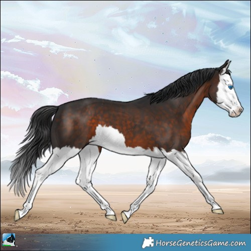 Horse Color:Brown Splash 