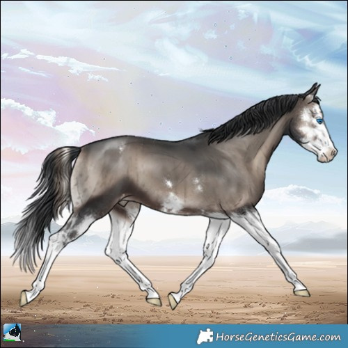 Horse Color:Blue Onyx Mushroom Splash Appaloosa Brindle 
