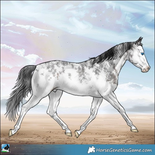 Horse Color:Brown Mushroom Sabino Splash Rabicano 