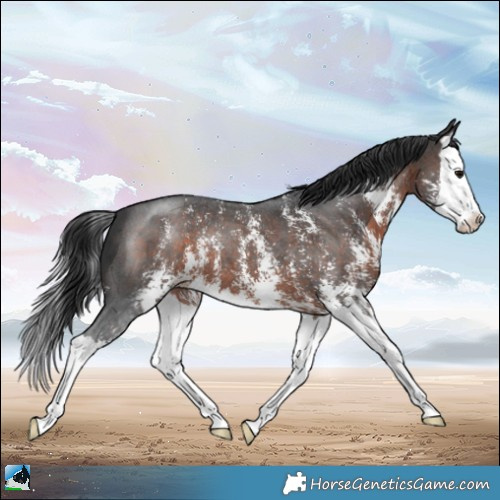 Horse Color:Brown Sabino Splash 