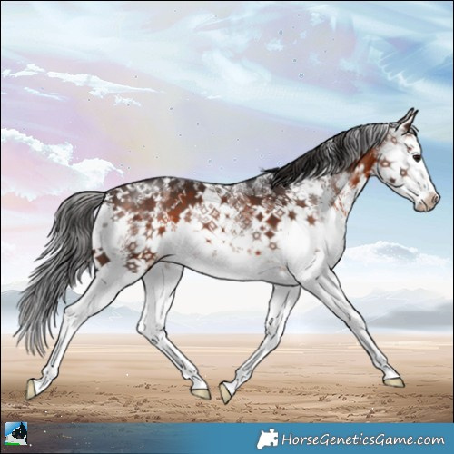 Horse Color:Brown Sabino Splash 