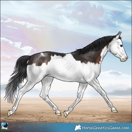 Horse Color:Brown Splash Appaloosa 