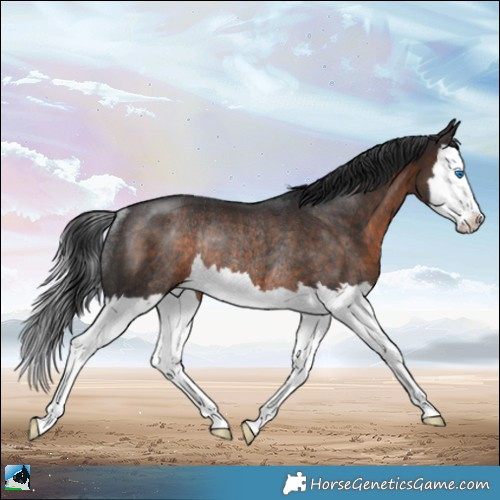 Horse Color:Brown Splash Rabicano 