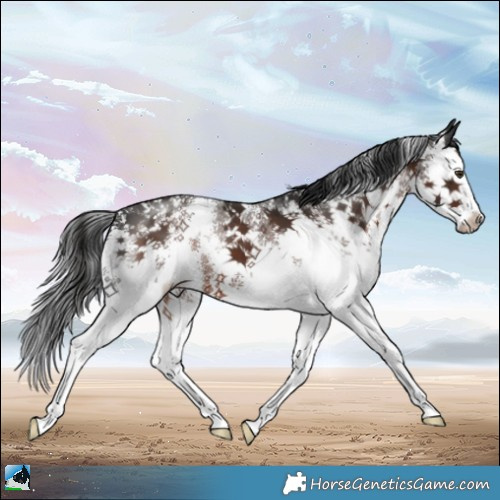 Horse Color:Liver Chestnut Sabino Splash 