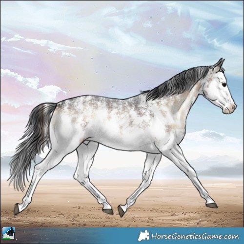 Horse Color:Brown Onyx Sabino Splash 