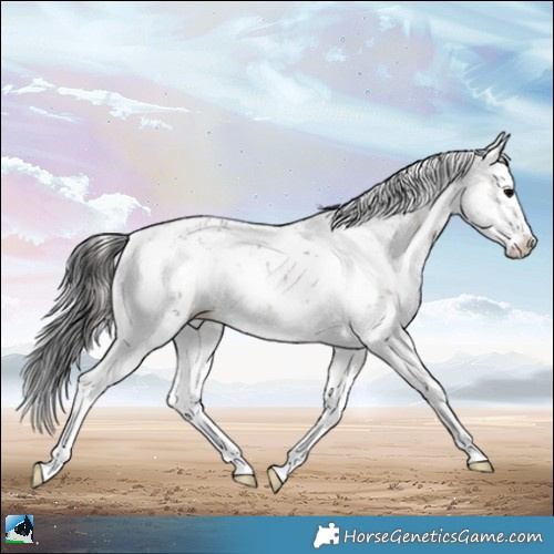 Horse Color:Brown Onyx Sabino Splash Appaloosa 