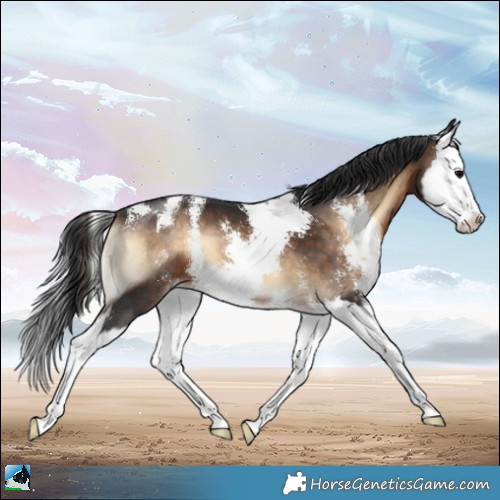 Horse Color:Brown Onyx Sabino Splash Appaloosa 