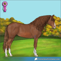 Horse Color:Chestnut 