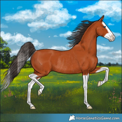 Horse Color:Bay Splash Rabicano