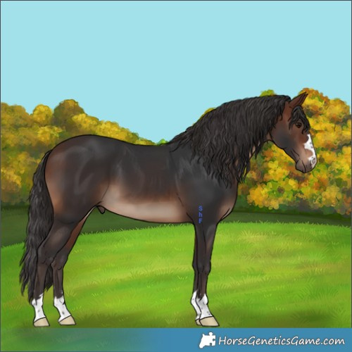 Horse Color:Brown 